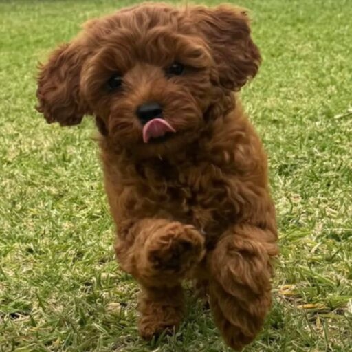 Cavoodle Puppies for Sale Sydney | Rosewood Cavoodle Estate