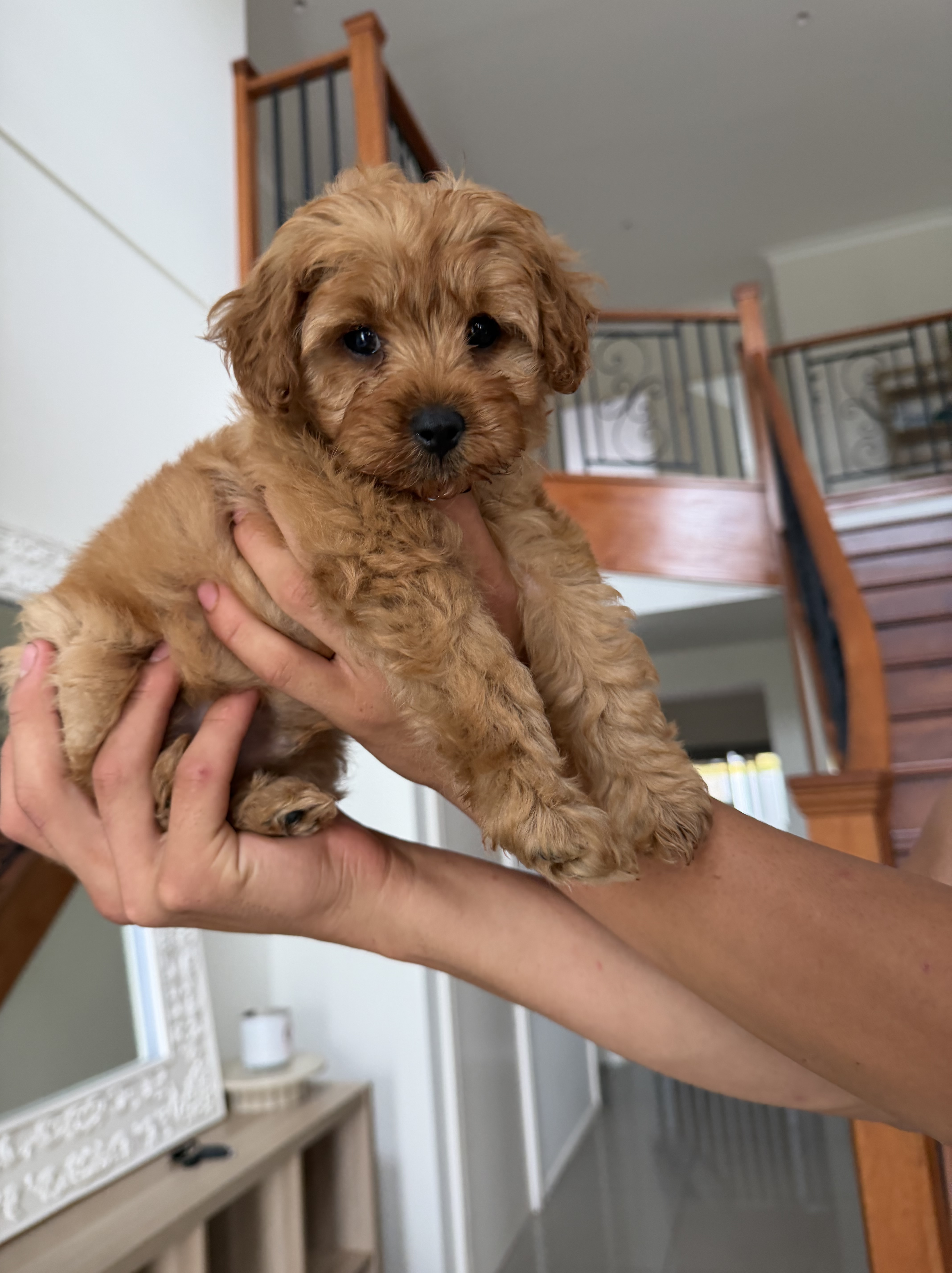 Cavoodle Puppies for Sale Sydney | Rosewood Cavoodle Estate