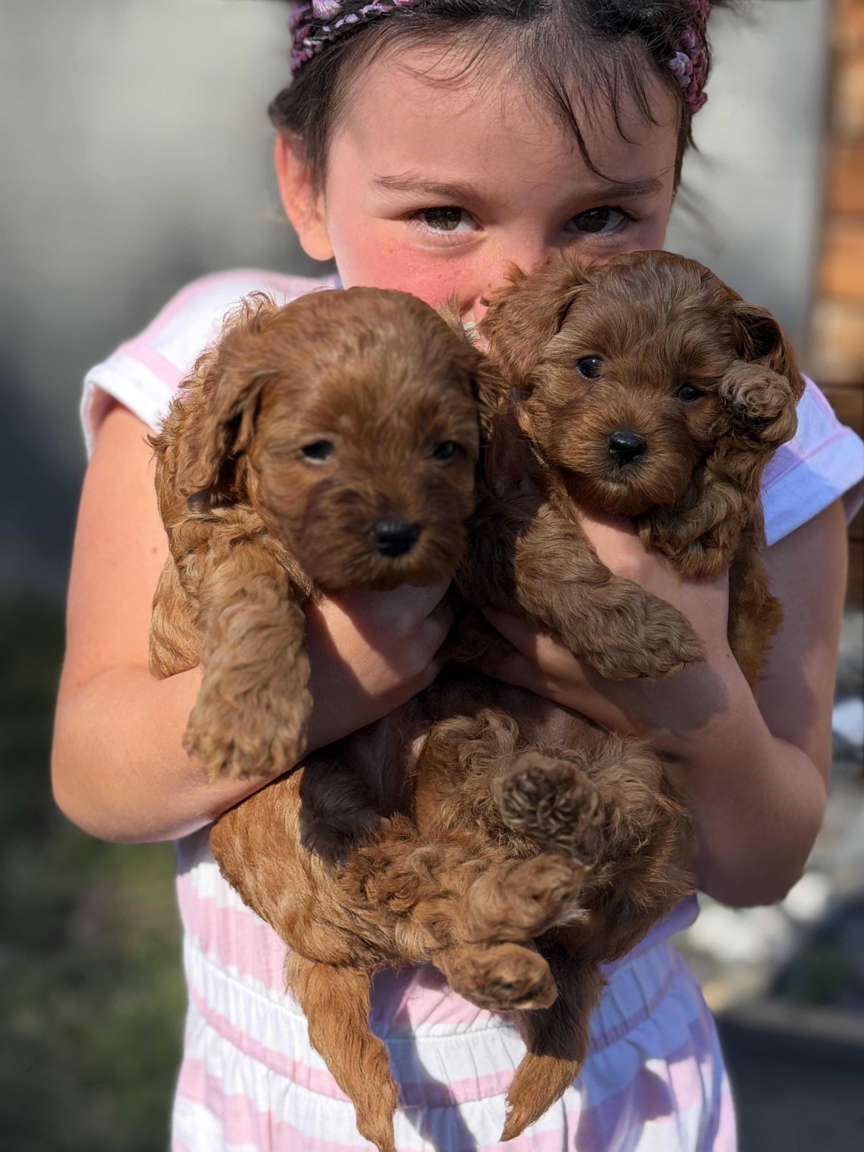 Cavoodle Puppies for Sale Sydney | Rosewood Cavoodle Estate